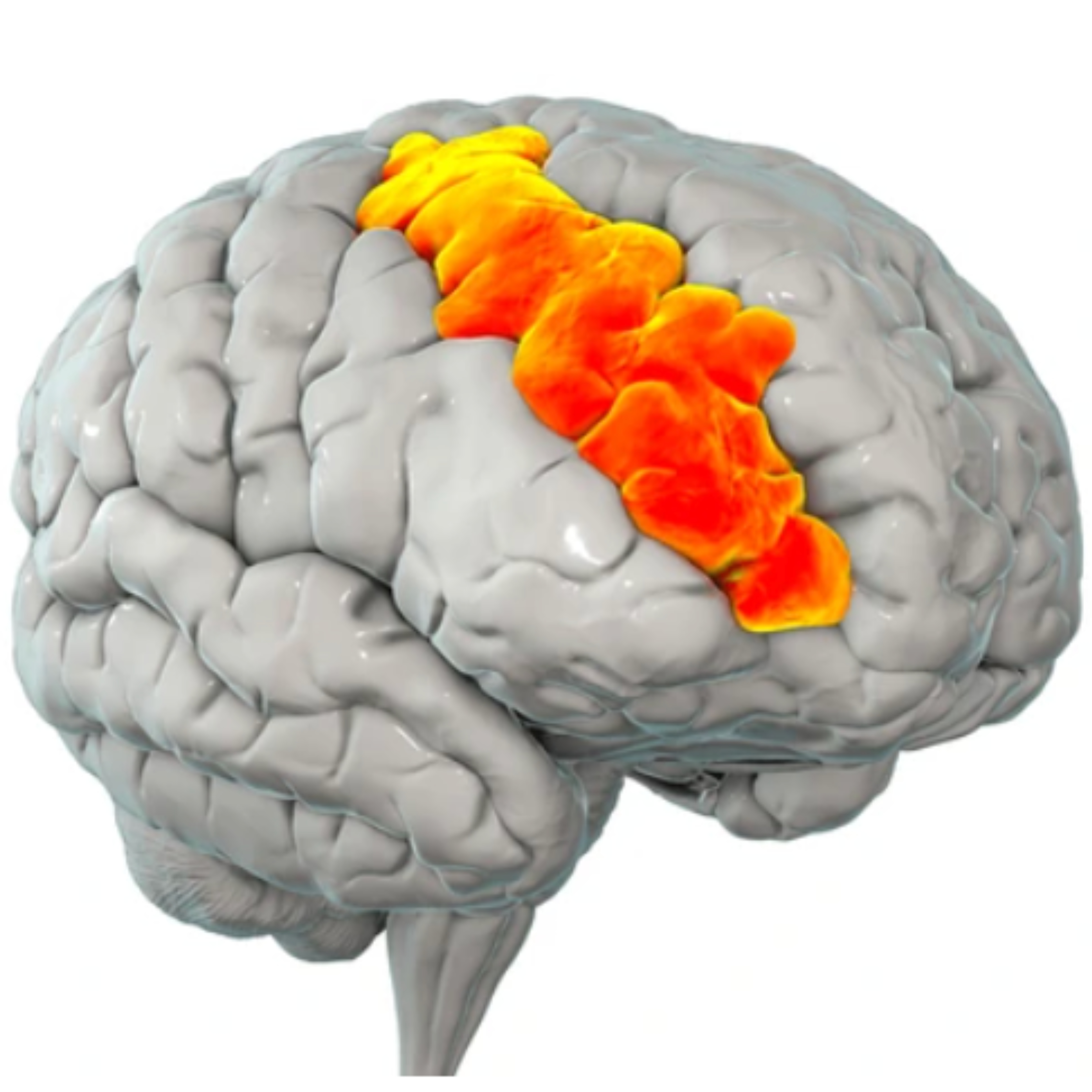 Image 1 Les mécanismes cérébraux de l’hypnose